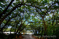 Acceso a Wai’anapanapa State Park. Un lugar frondoso con cuevas marinas y volcánicos acantilados. Carretera de Hana. Maui.